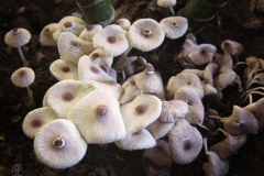 Leucocoprinus sp.