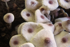 Leucocoprinus sp.