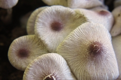 Leucocoprinus sp.