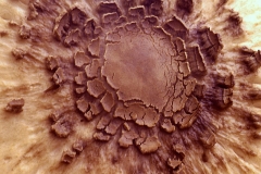 Macrolepiota procera