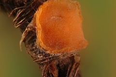 Pithya cupressina