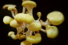 Pleurotus citrinopileatus  cultivo