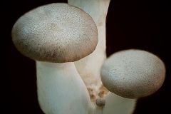 Pleurotus eryngii cultivo