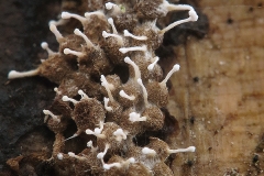 Polycephalomyces tomentosus