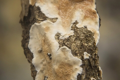 Radulomyces molaris