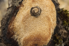 Szczepkamyces campestris  (Dichomitus campestris)