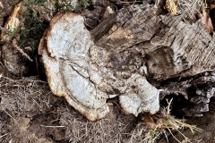 Trametes gibbosa