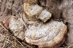 Trametes gibbosa