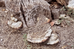 Trametes gibbosa