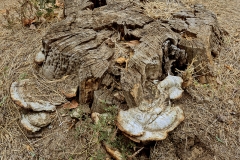 Trametes gibbosa