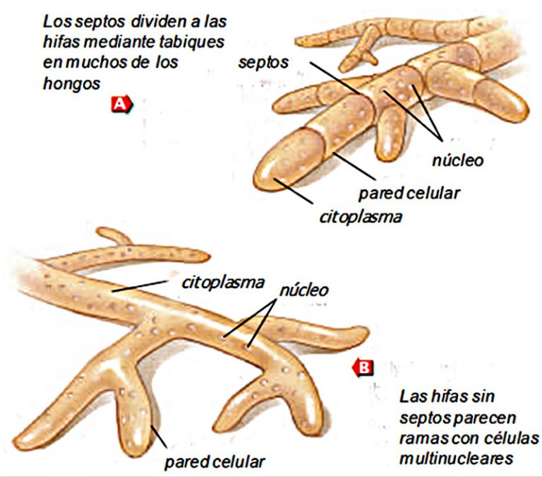 Micolog a El Reino Fungi