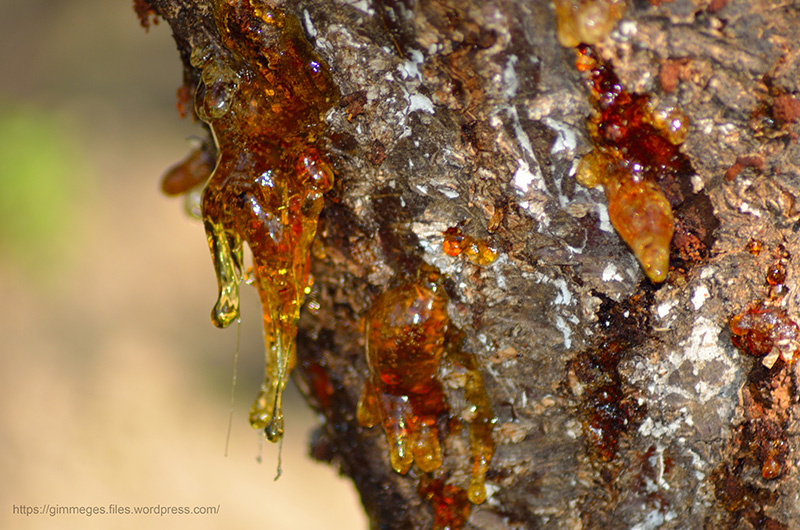 resin-flowing-from-a-forest-tree.jpg