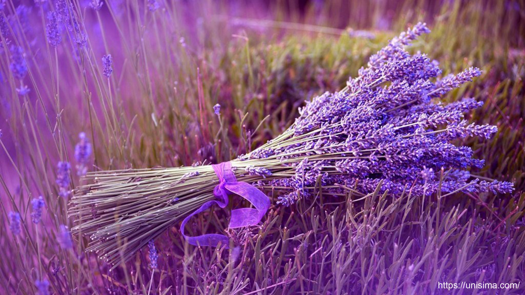 Las Lavandas. Lavanda, Espliego Y Cantueso