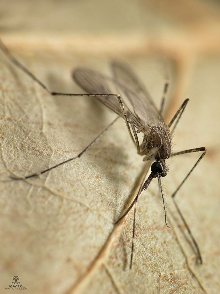 Culex-pipiens-Mosquito-común-2-768x1024.jpg