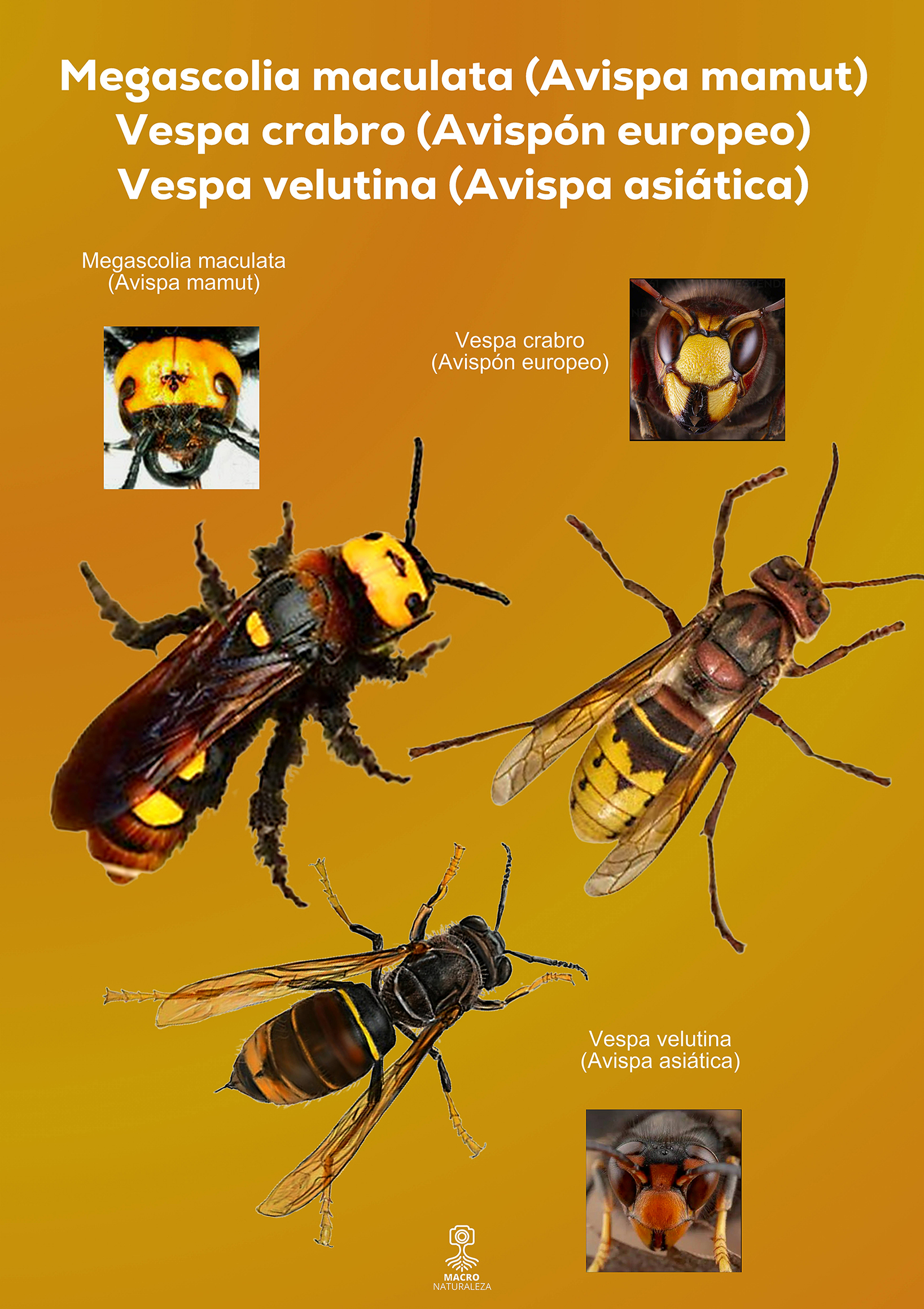 megascolia-maculata-avispa-mamut-vespa-crabro-avisp-n-europeo