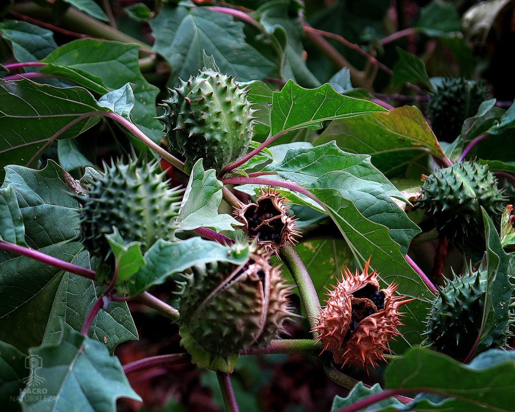 2026-03-30-Datura-stramonium-Estramonio-macronaturaleza-1024x819.jpg