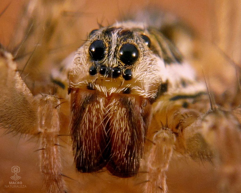 2026-04-05-Hogna-radiata-hembra-1-165-B-macronaturaleza-1024x819.jpg
