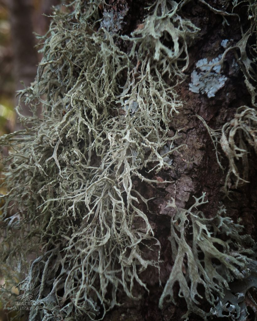 2026-04-06-Ramalina-farinacea_3562-B-macronaturaleza-1-819x1024.jpg