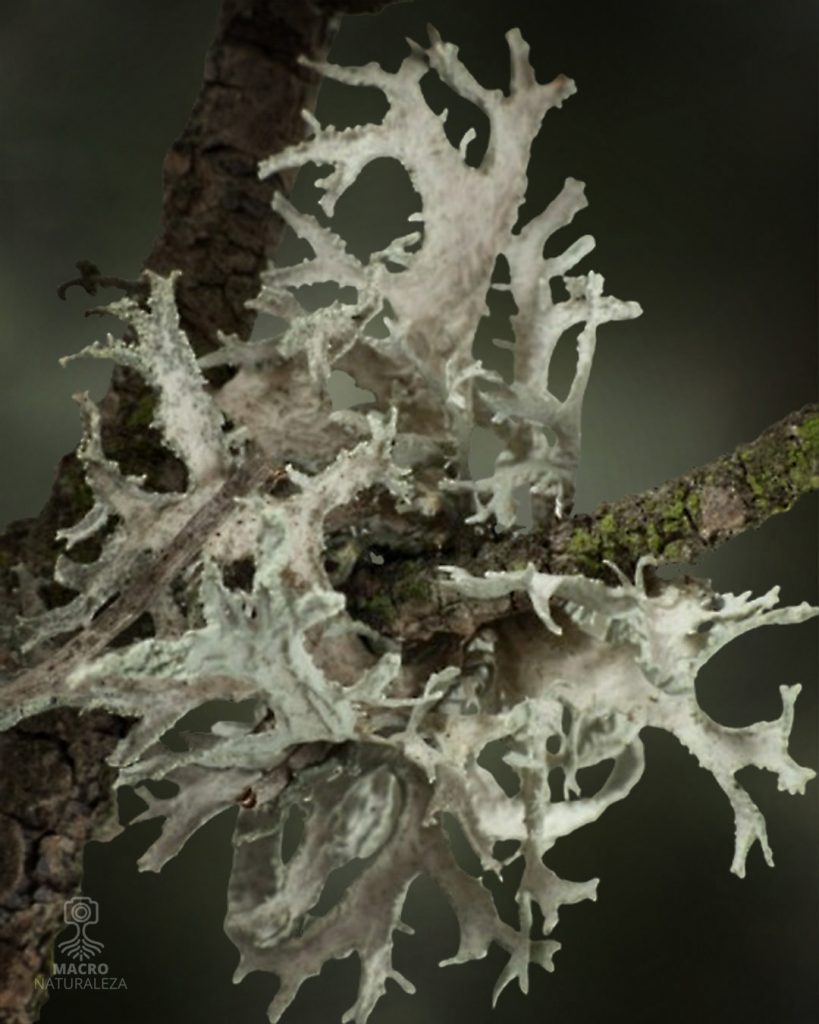 2026-04-21-Evernia-prunastri-4097-B-macronaturaleza-819x1024.jpg