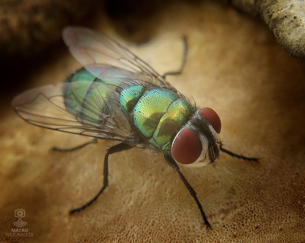 Lucilia-sericata-1377-D-macronaturaleza-1024x819.jpg