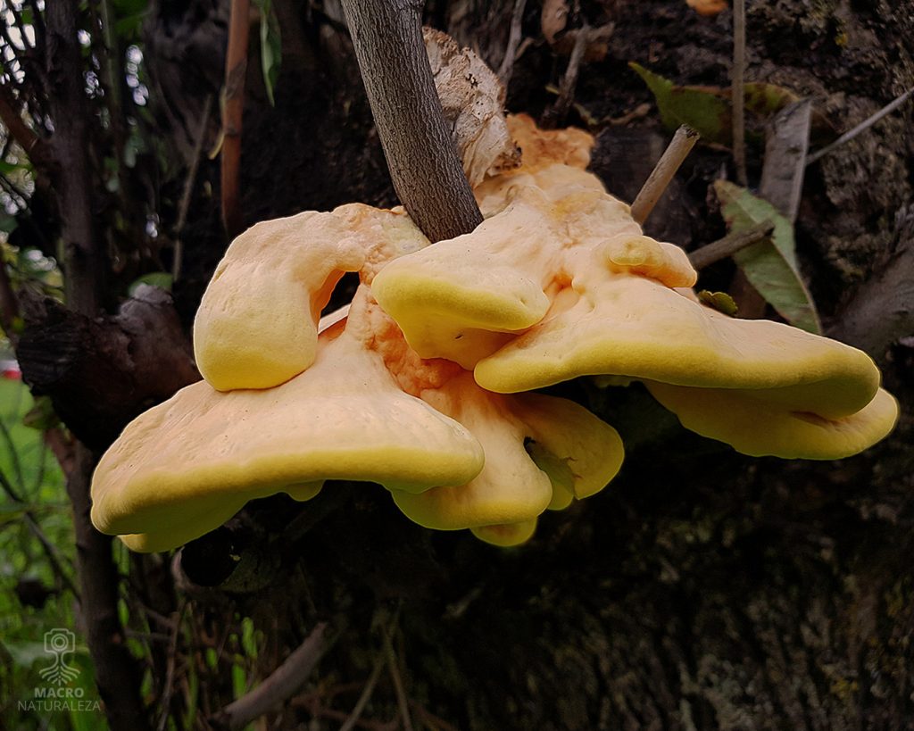 Laetiporus-sulphureus-2_6-B-1350X1080-1024x819.jpg