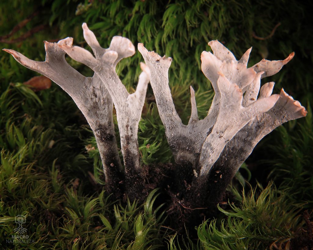 2026-08-16-Xylaria-hypoxylon-018-macronaturaleza-1024x819.jpg