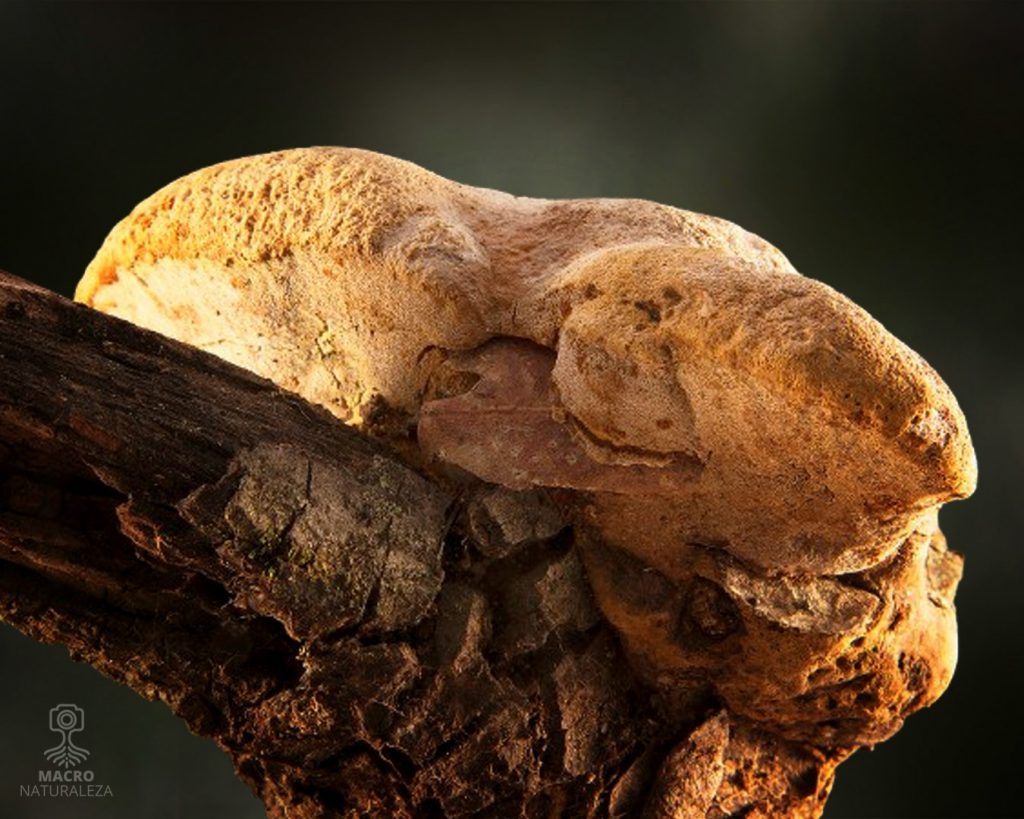 2026-08-22-Phellinus-pomaceus-7652-macronaturaleza-1024x819.jpg