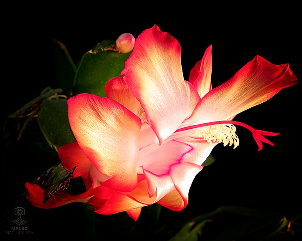 2026-10-02-Zygocactus-truncatus-Schlumbergera-truncatus-1-macronaturaleza-1024x819.jpg