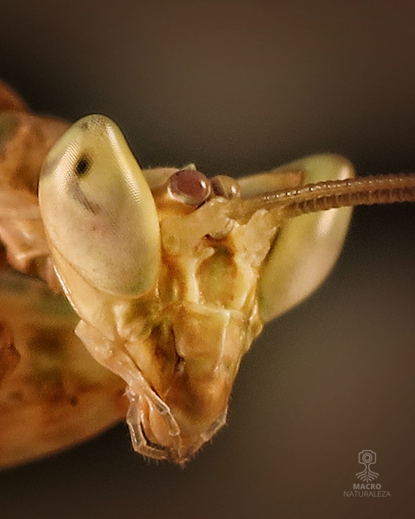 2026-10-07-Creobroter-gemmatus-macho-1_1-4062-macronaturaleza-819x1024.jpg