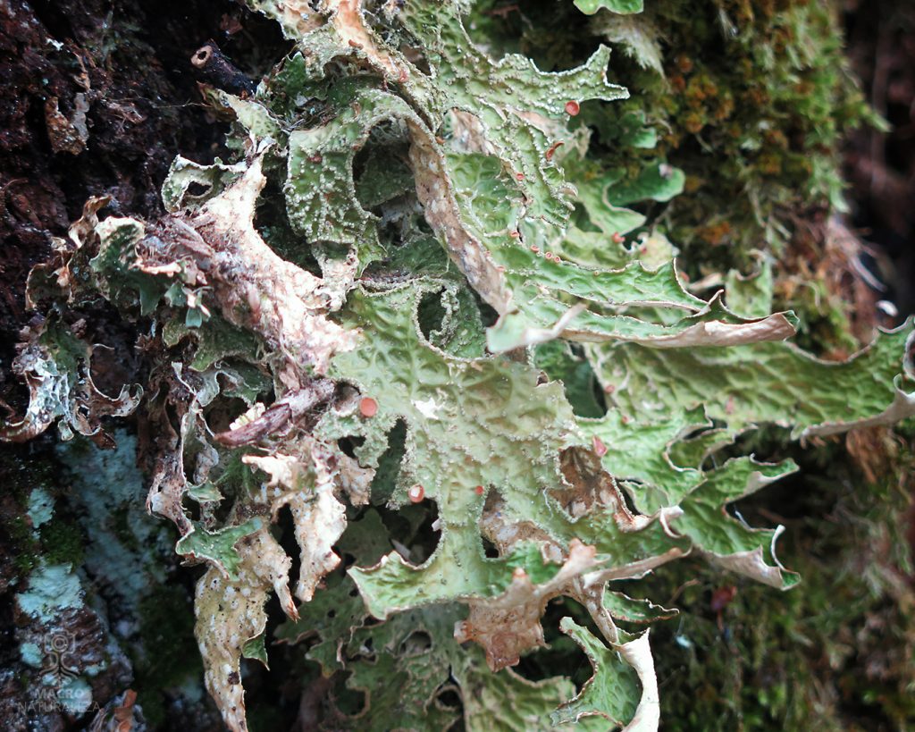 2026-10-19-Lobaria-pulmonaria-macronaturaleza-1024x819.jpg