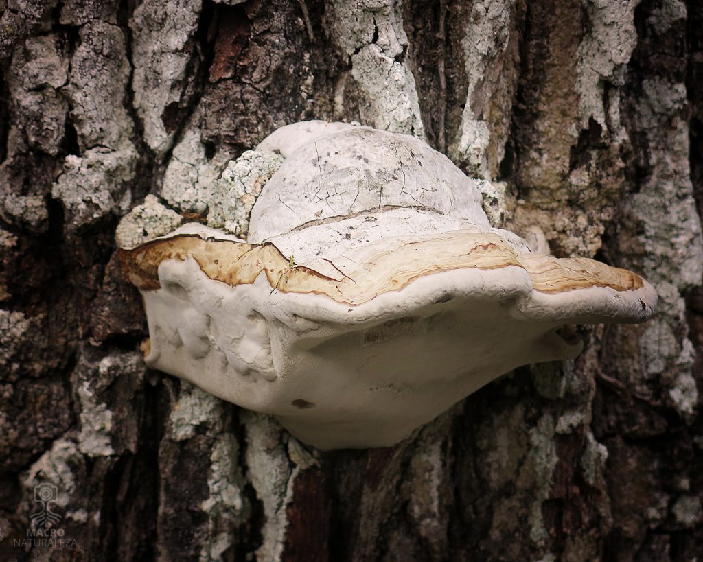 2026-10-21-Fomes-fomentarius-4-3374-macronaturaleza-1024x819.jpg