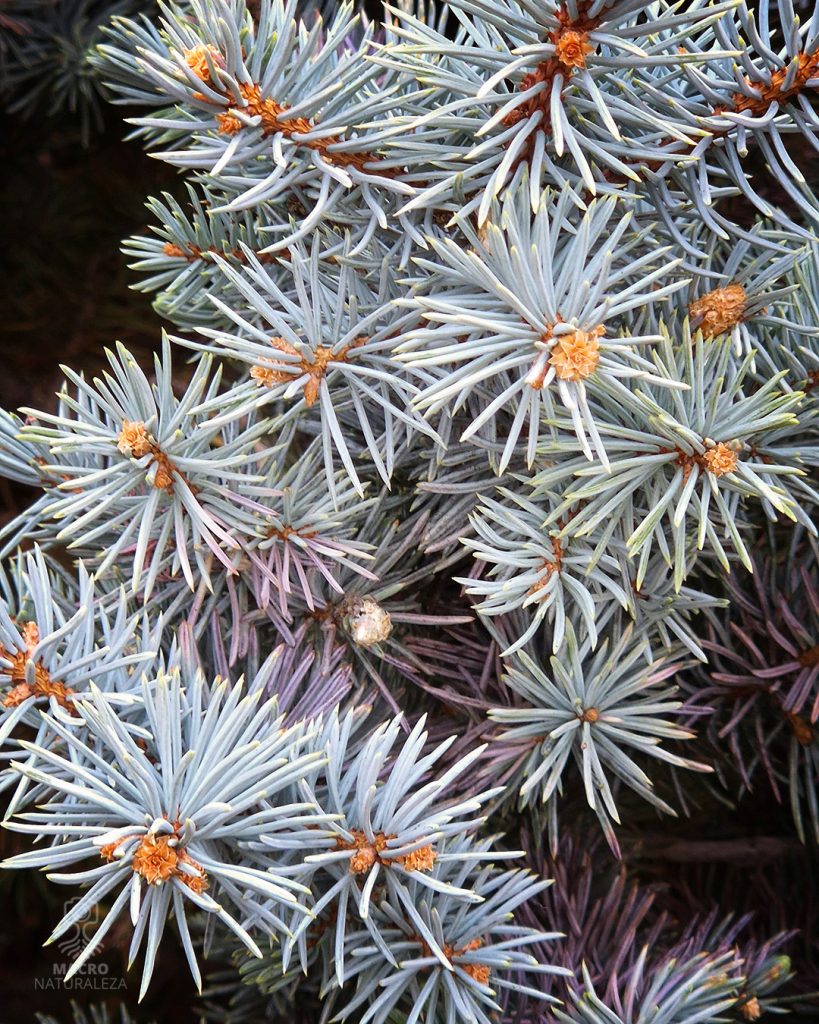 2026-10-30-Picea-pungens-4-135108-macronaturaleza-819x1024.jpg